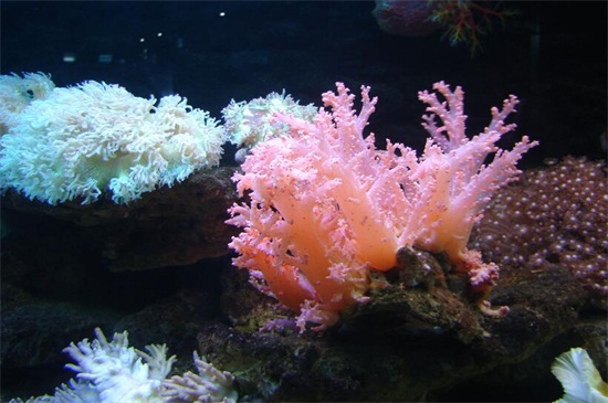 珊瑚怎么鉴定真假鉴别