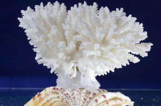 珊瑚的寓意及象征