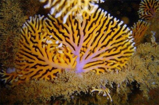 珊瑚怎么辨别真假