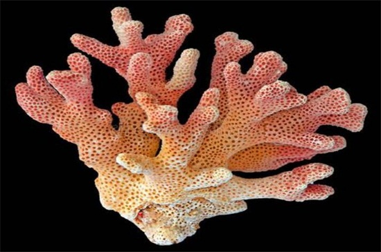 珊瑚怎么清洗才能清洗干净