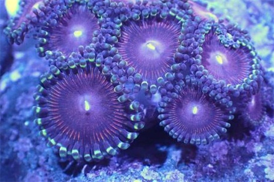 珊瑚怎么辨别真假