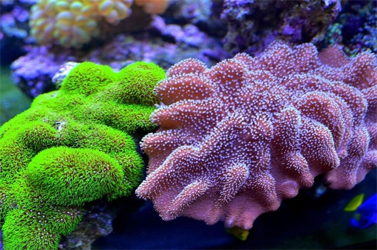 珊瑚怎么保养和盘玩