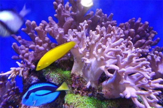 珊瑚的寓意及象征