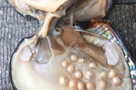 珍珠蚌的蚌壳里面,有两层包住蚌的外套膜,当外套膜受到刺激的时候就会