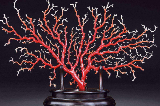 红珊瑚是什么材质