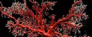 红珊瑚是什么材质
