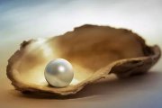 海水珍珠和淡水珍珠哪个贵
